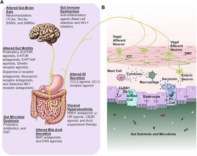 Current Treatment Options and Therapeutic Insights for Gastrointestinal Dysmotility and Functional Gastrointestinal Disorders